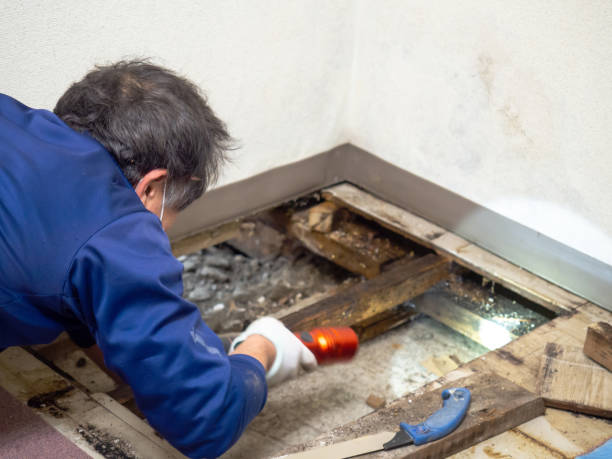 Best Attic Mold Removal  in Joanna, SC