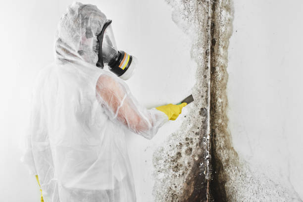 Best Commercial Mold Removal  in Joanna, SC