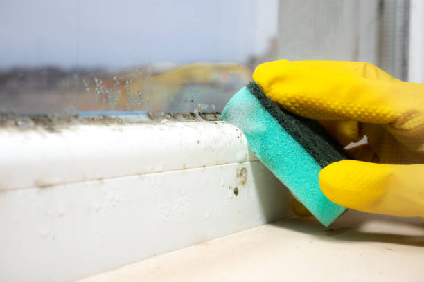 Best Same-Day Mold Removal  in Joanna, SC