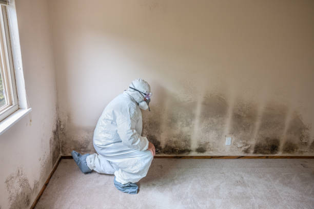 Mold Removal Process in Joanna, SC