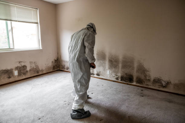 Best Residential Mold Removal  in Joanna, SC